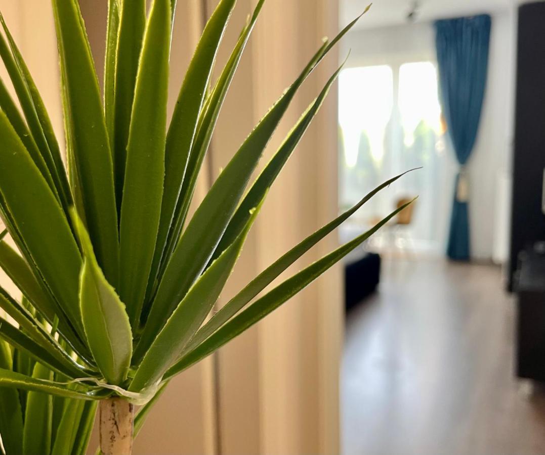 Aventurescu Studio Brasov Coresi Ngoại thất bức ảnh